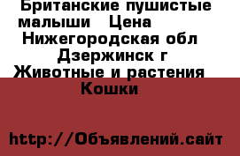 Британские пушистые малыши › Цена ­ 2 000 - Нижегородская обл., Дзержинск г. Животные и растения » Кошки   